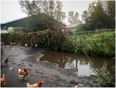 Detection of Low Pathogenic <mark class="highlighted">Avian Influenza Virus</mark> Subtype H10N7 in Poultry and Environmental Water Samples During a Clinical Outbreak in Commercial Free-Range Layers, Netherlands 2017